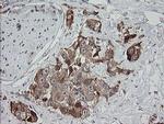 MRPS34 Antibody in Immunohistochemistry (Paraffin) (IHC (P))