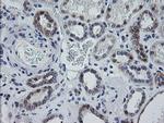 MRPS34 Antibody in Immunohistochemistry (Paraffin) (IHC (P))