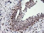 DEF6 Antibody in Immunohistochemistry (Paraffin) (IHC (P))