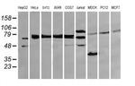 DEF6 Antibody in Western Blot (WB)