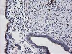 RAB30 Antibody in Immunohistochemistry (Paraffin) (IHC (P))