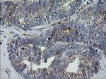 RAB30 Antibody in Immunohistochemistry (Paraffin) (IHC (P))