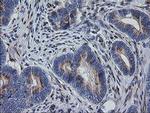 RAB30 Antibody in Immunohistochemistry (Paraffin) (IHC (P))