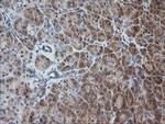 RAB30 Antibody in Immunohistochemistry (Paraffin) (IHC (P))