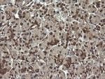 RAB30 Antibody in Immunohistochemistry (Paraffin) (IHC (P))