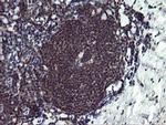 PPIL3 Antibody in Immunohistochemistry (Paraffin) (IHC (P))