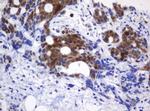 CMPK1 Antibody in Immunohistochemistry (Paraffin) (IHC (P))