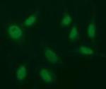 EGR2 Antibody in Immunocytochemistry (ICC/IF)