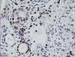 EGR2 Antibody in Immunohistochemistry (Paraffin) (IHC (P))