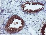 CMPK1 Antibody in Immunohistochemistry (Paraffin) (IHC (P))