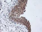 ETS2 Antibody in Immunohistochemistry (Paraffin) (IHC (P))