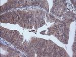 ETS2 Antibody in Immunohistochemistry (Paraffin) (IHC (P))