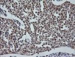 ETS2 Antibody in Immunohistochemistry (Paraffin) (IHC (P))