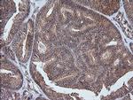 ETS2 Antibody in Immunohistochemistry (Paraffin) (IHC (P))