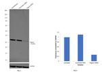 PTGES2 Antibody in Western Blot (WB)