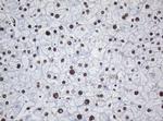 DCPS Antibody in Immunohistochemistry (Paraffin) (IHC (P))