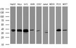 DCPS Antibody in Western Blot (WB)