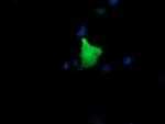 KIF25 Antibody in Immunocytochemistry (ICC/IF)