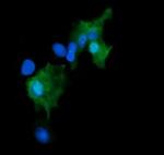 GADD45G Antibody in Immunocytochemistry (ICC/IF)