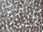 GADD45G Antibody in Immunohistochemistry (Paraffin) (IHC (P))