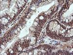 NR1 Antibody in Immunohistochemistry (Paraffin) (IHC (P))