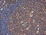 NR1 Antibody in Immunohistochemistry (Paraffin) (IHC (P))