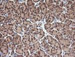 NR1 Antibody in Immunohistochemistry (Paraffin) (IHC (P))