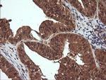 NR1 Antibody in Immunohistochemistry (Paraffin) (IHC (P))