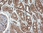 NR1 Antibody in Immunohistochemistry (Paraffin) (IHC (P))