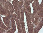 NR1 Antibody in Immunohistochemistry (Paraffin) (IHC (P))