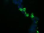 KappaB ras1 Antibody in Immunocytochemistry (ICC/IF)