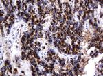 GLB1 Antibody in Immunohistochemistry (Paraffin) (IHC (P))