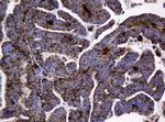 GLB1 Antibody in Immunohistochemistry (Paraffin) (IHC (P))