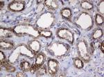 GLB1 Antibody in Immunohistochemistry (Paraffin) (IHC (P))