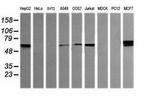 DIXDC1 Antibody in Western Blot (WB)