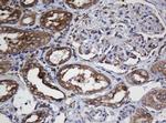 TAPBPL Antibody in Immunohistochemistry (Paraffin) (IHC (P))