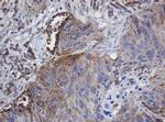 TAPBPL Antibody in Immunohistochemistry (Paraffin) (IHC (P))