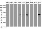 TAPBPL Antibody in Western Blot (WB)