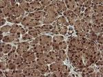 TRMT2A Antibody in Immunohistochemistry (Paraffin) (IHC (P))