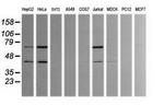 TRMT2A Antibody in Western Blot (WB)