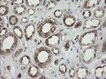 TAPBPL Antibody in Immunohistochemistry (Paraffin) (IHC (P))