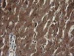 TAPBPL Antibody in Immunohistochemistry (Paraffin) (IHC (P))