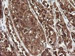 TAPBPL Antibody in Immunohistochemistry (Paraffin) (IHC (P))