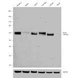 GLB1 Antibody