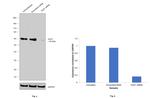 GLB1 Antibody in Western Blot (WB)