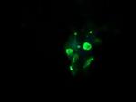 GLB1 Antibody in Immunocytochemistry (ICC/IF)