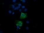 TRAPPC4 Antibody in Immunocytochemistry (ICC/IF)