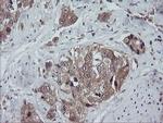 TRAPPC4 Antibody in Immunohistochemistry (Paraffin) (IHC (P))