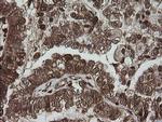 PGD Antibody in Immunohistochemistry (Paraffin) (IHC (P))