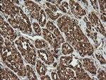 PGD Antibody in Immunohistochemistry (Paraffin) (IHC (P))